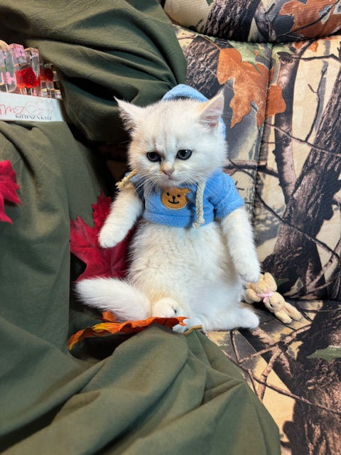 サムネイル： Ben- Male-British Shorthair/Munchkin