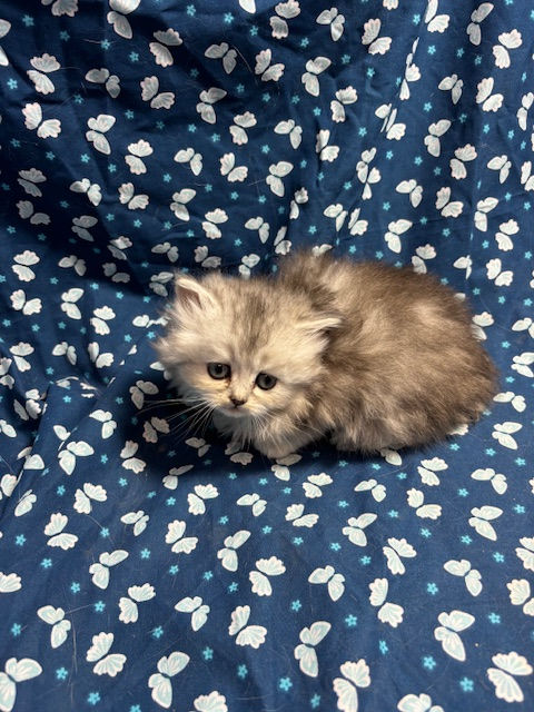 Miniature : Polar- Male Scottish Straight Longhair