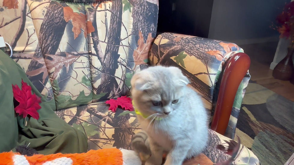 Thumbnail: Leslie - Female Scottish Fold