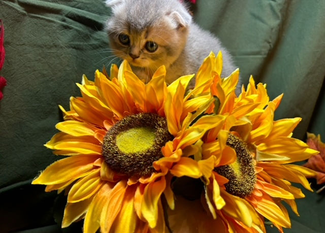 Miniatura: Sydney - Female Scottish Fold