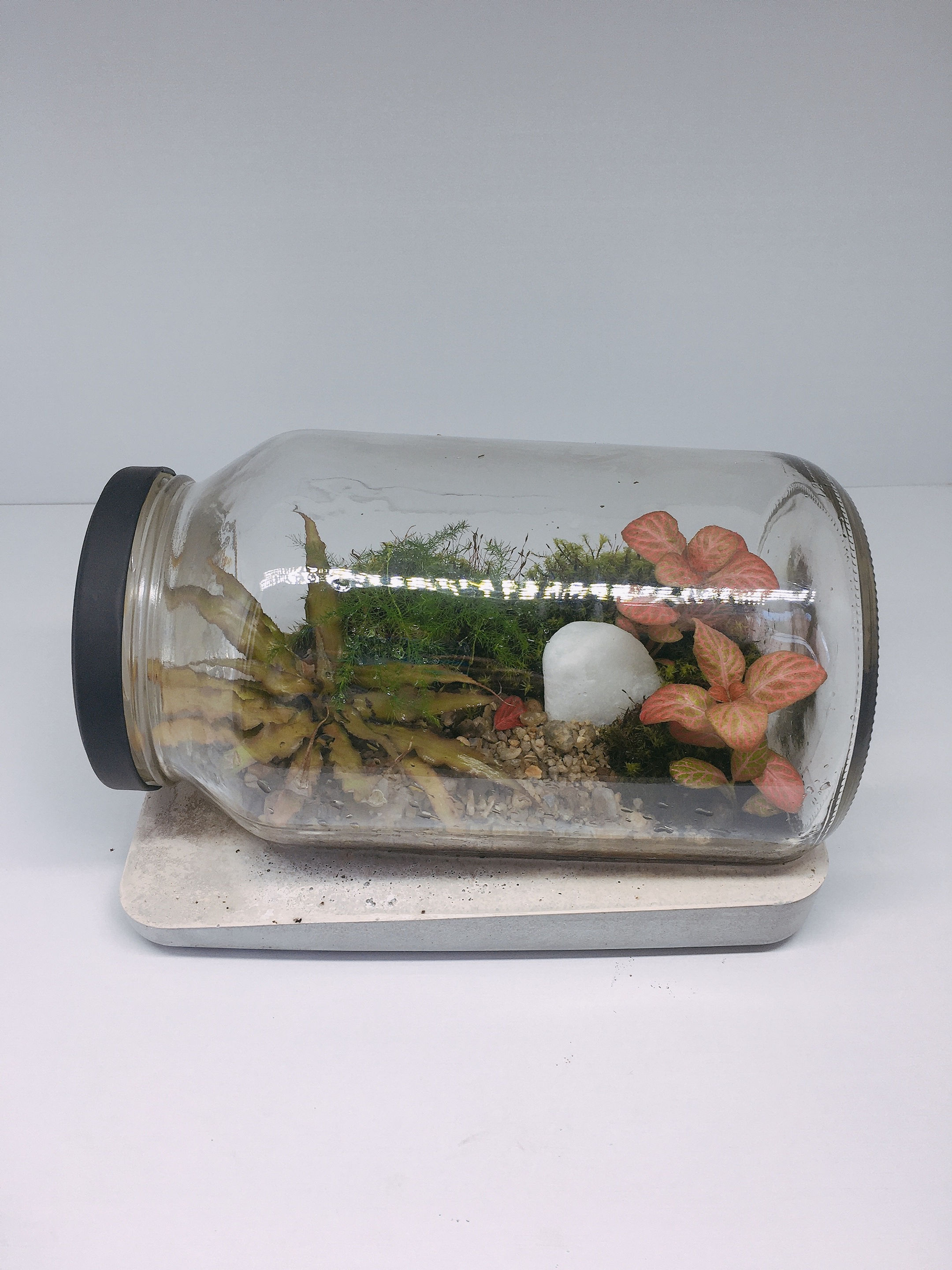 Terrario 3L com base