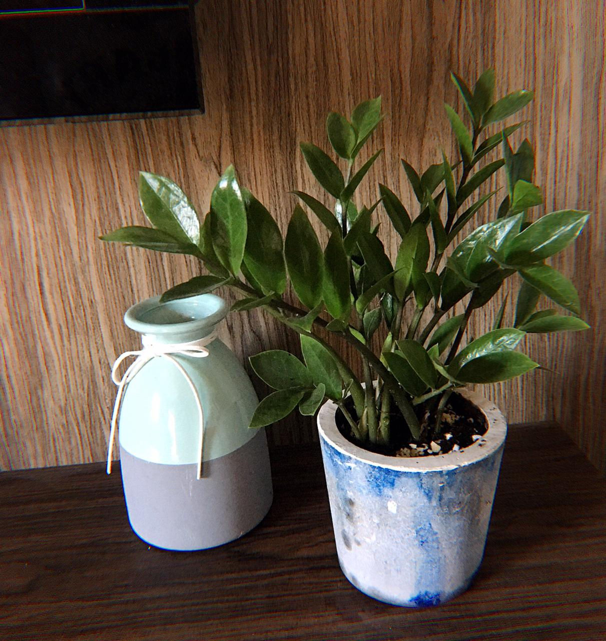 Zamiocuca Vaso de Concreto