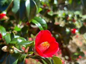 GHAの素晴らしさ