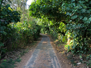 難民エレメンタルs