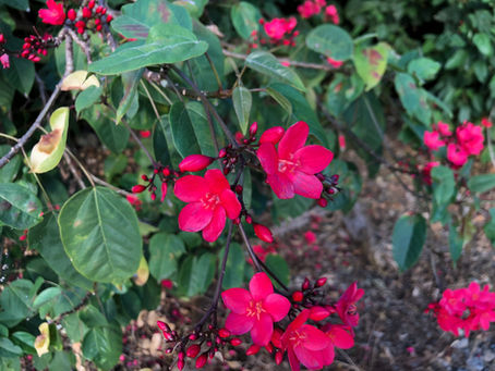 池田智香子Execファシリテーターのブログ