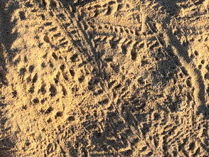 ヤドカリのような誠実さで意識が拡大