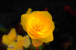 IMG_1184