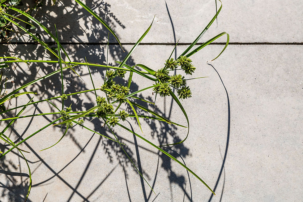 Devacon_Meerbeke_TenBerg_Pulsarfotografie_WebRes_56 (1).jpg