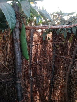 Bathing Luffa