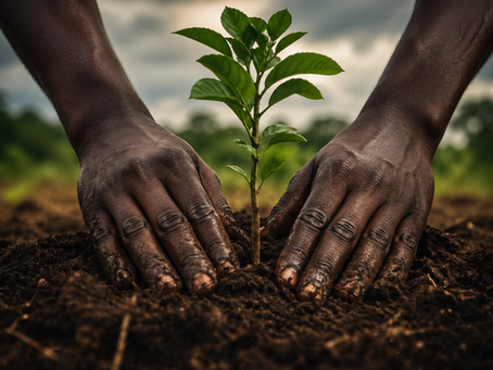 A Tree Replanted