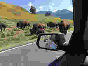 Animals have a minimum safe-distance. Get too close and you're toast!