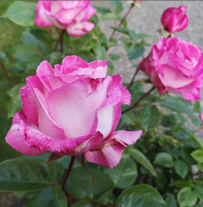 rosa 1.PNG