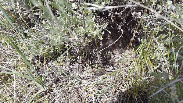 fuzzy chicks in nest.jpeg