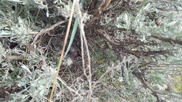 Just hatched chicks in nest.jpeg
