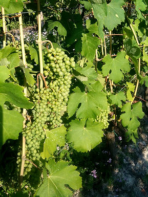 Moscato Bianco dans le Piémont, avant la véraison, juin 2011. Megan Mallen, Wikimedia Commons, CC BY 2.0.