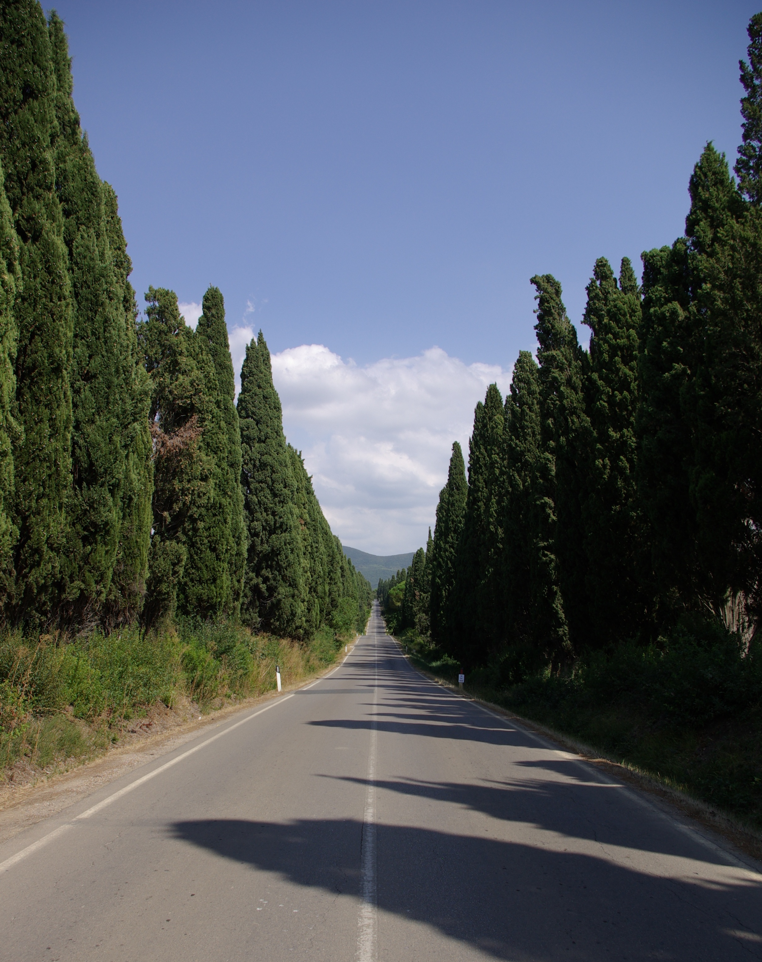 Le Viale dei Cipressi à Bolgheri, commune de Castagneto Carducci. Paysage régional de la côte toscane. Seconde image : régions, lieux viticoles et cépages de la maison.
