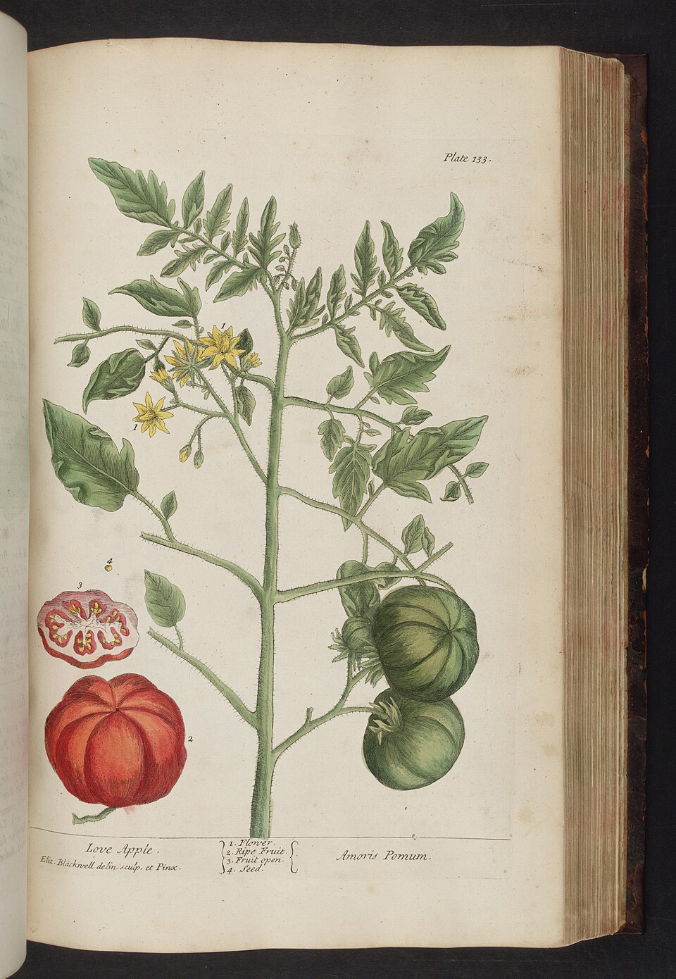 Alte botanische Tomatentafel, A curious herbal, 1737