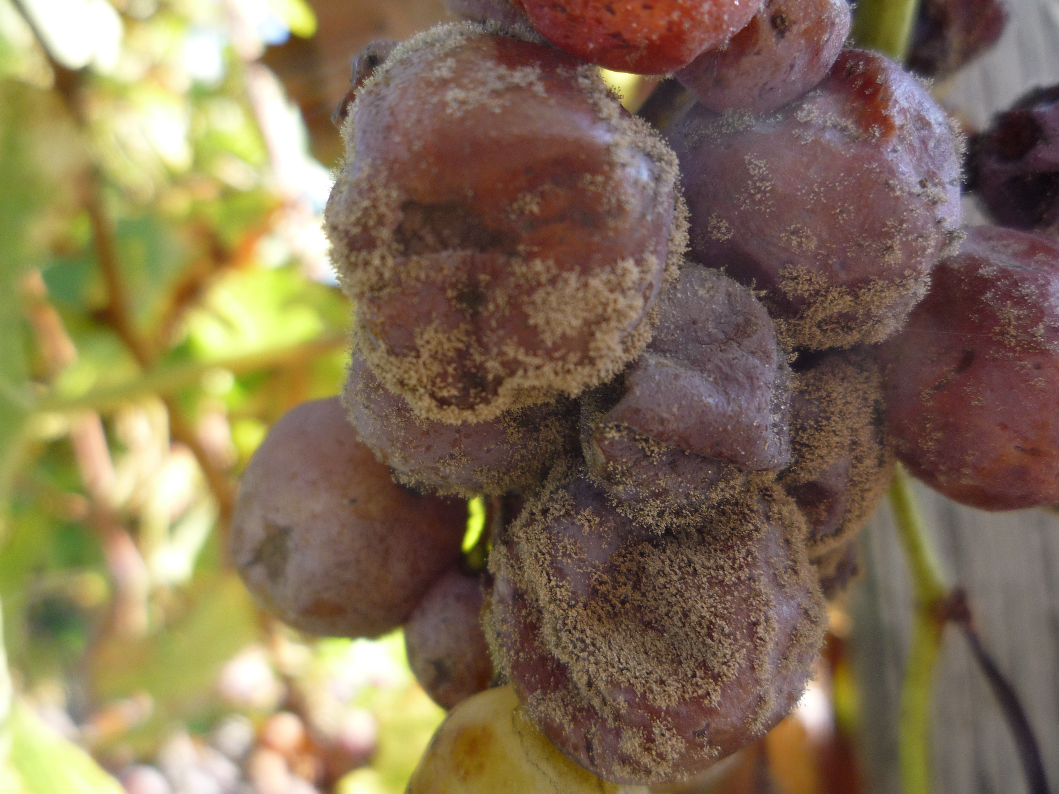 Grappes de Sémillon botrytisées dans le Sauternais, photographie de John Yesberg, domaine public. Seconde image : schéma explicatif de la pourriture noble.