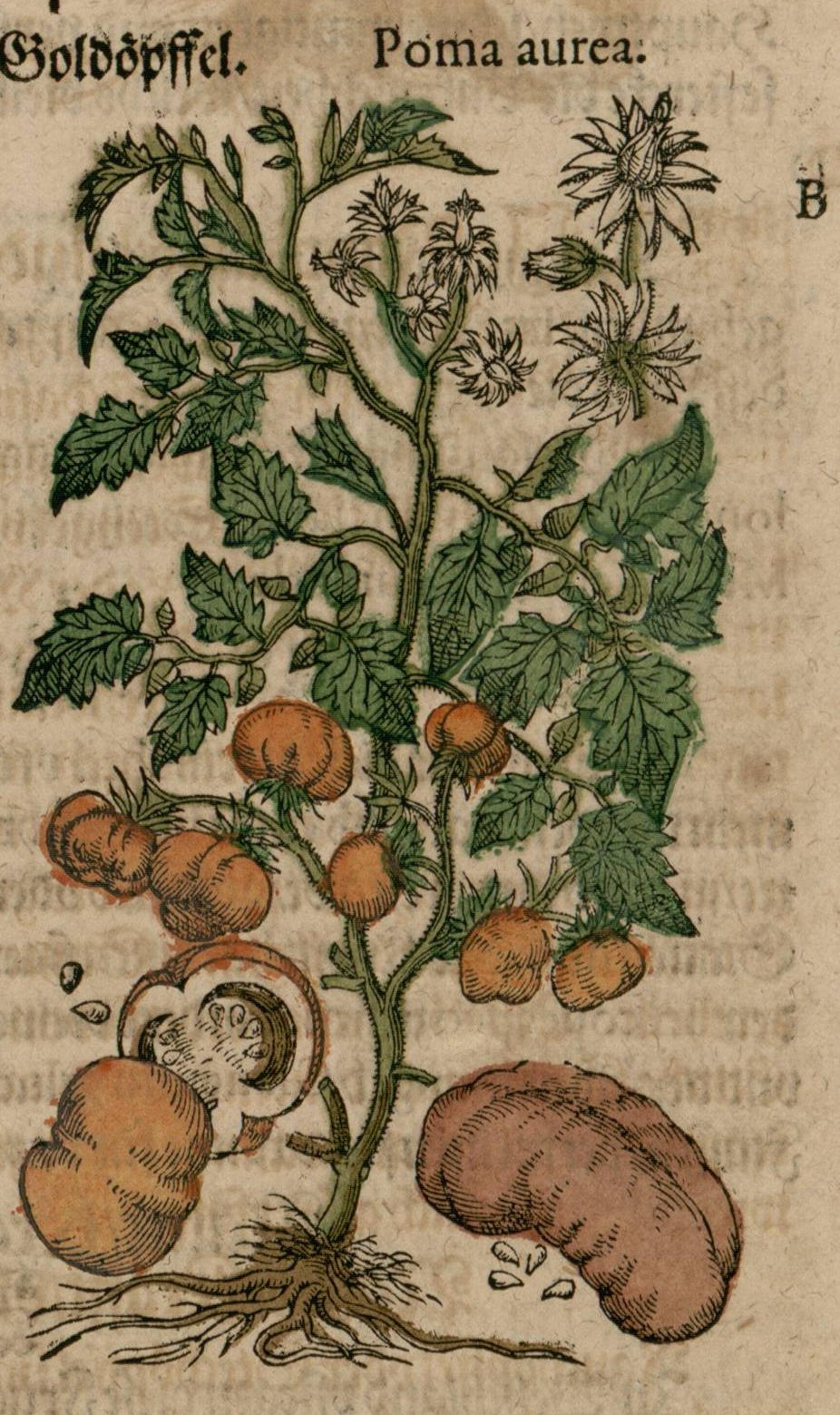 Mattioliの『Kreutterbuch』1590年版の、Poma aureaという題の古いトマトの図