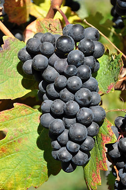 Doris Schneider, Julius Kühn-Institut (JKI), Federal Research Centre for Cultivated Plants, Institute for Grapevine Breeding Geilweilerhof, 76833 Siebeldingen, Germany