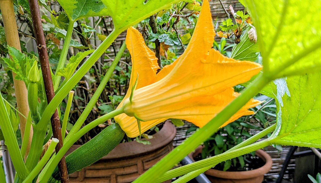 Vergleich einer männlichen Blüte auf dünnem Stiel und einer weiblichen Blüte auf einer jungen Zucchini