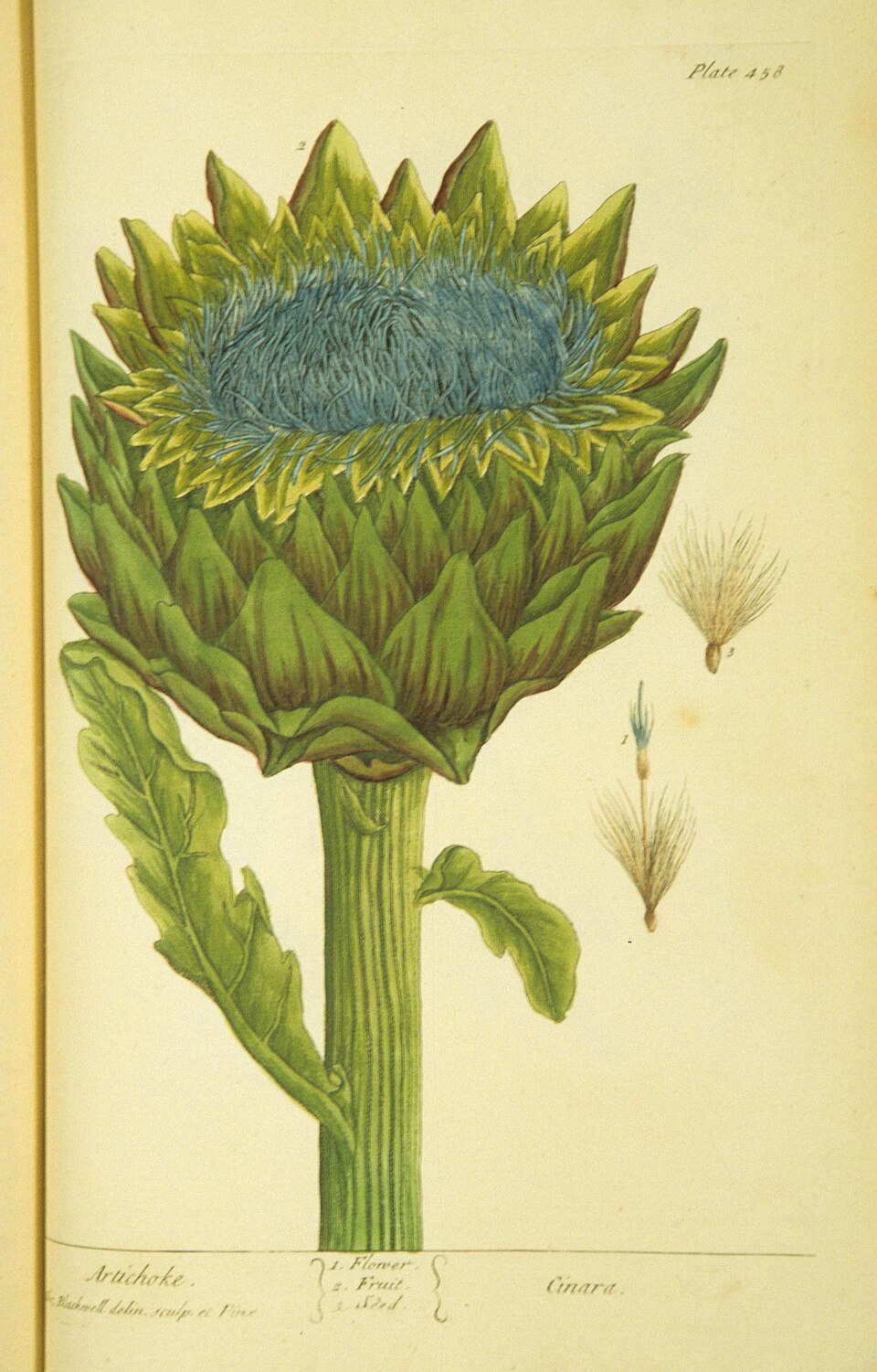 Kolorierte botanische Tafel von 1737 mit einer Artischocke und ihren Einzelheiten