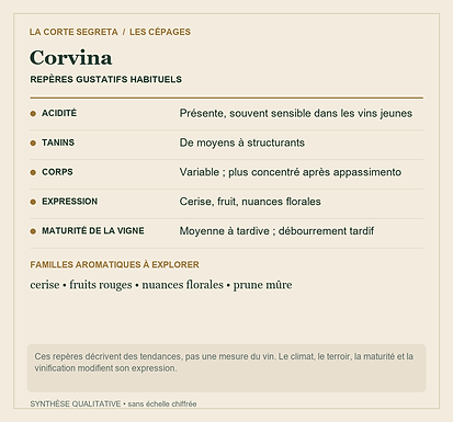 Fiche technique : Corvina : Le cœur fruité de la Valpolicella