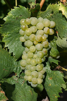 Doris Schneider, Julius Kühn-Institut (JKI), Federal Research Centre for Cultivated Plants, Institute for Grapevine Breeding Geilweilerhof, 76833 Siebeldingen, Germany