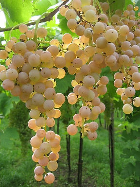 Grappes de Garganega sur la vigne. Photographie du Consorzio Tutela Vini di Soave, domaine public.