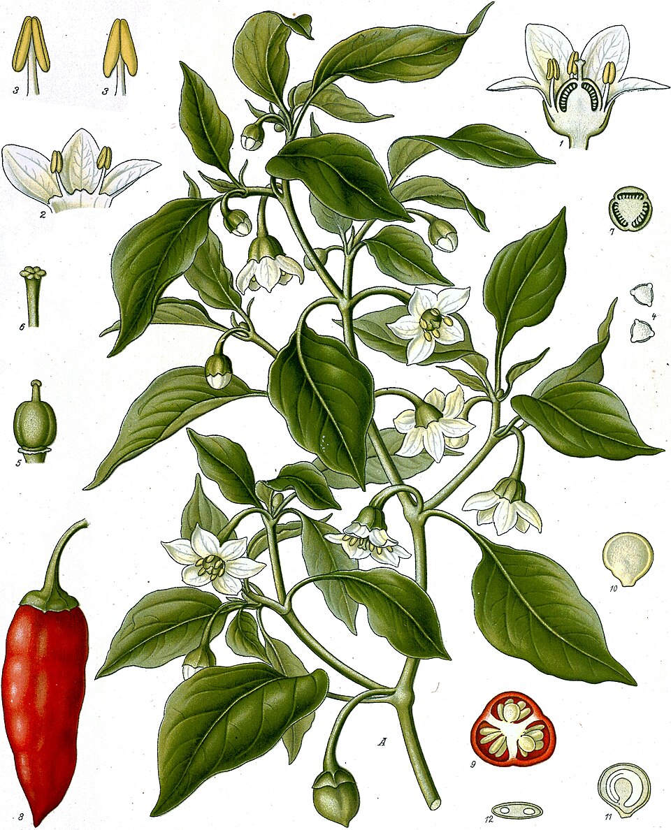Historische Tafel von Capsicum annuum mit Pflanze, Chili und Details von Blüten und Samen