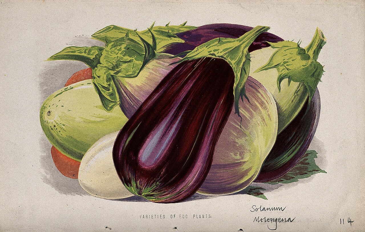 Historische Chromolithografie verschiedener Auberginensorten