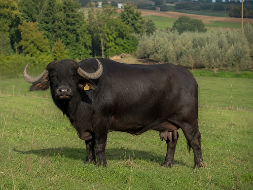 Vache et bufflonne : deux animaux, deux laits, deux fromages