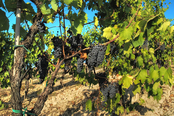 Sangiovese sur la vigne à Certaldo, en Toscane — Francesco Sgroi, Wikimedia Commons, CC BY 2.0.