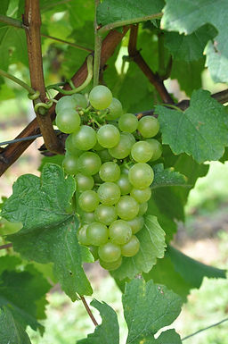 Doris Schneider, Julius Kühn-Institut (JKI), Federal Research Centre for Cultivated Plants, Institute for Grapevine Breeding Geilweilerhof, 76833 Siebeldingen, Germany