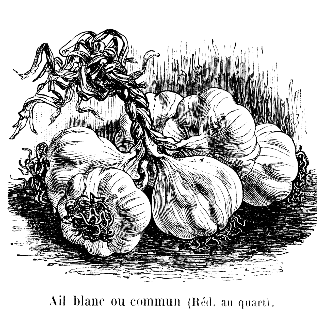 Historische botanische Darstellung des weißen Knoblauchs in einem Buch von 1904
