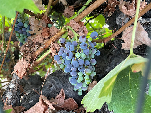 Zinfandel sur la vigne à Sonoma, Californie : même variété que le Primitivo, avec des sélections locales distinctes — Sarah Stierch, Wikimedia Commons, CC BY 4.0. La photographie montre une vigne californienne, pas un vignoble des Pouilles.