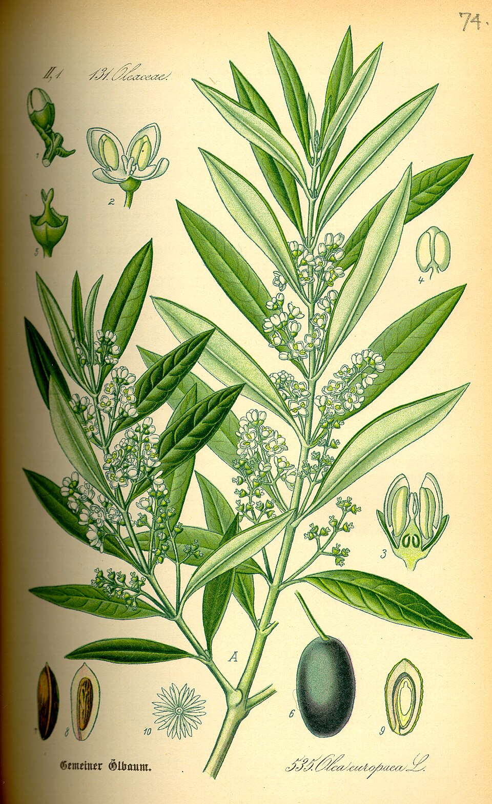 Historische botanische Tafel des Olivenbaums mit Blättern, Blüten und Oliven