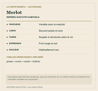 Fiche technique : Merlot : Une texture accueillante, une origine longtemps mystérieuse