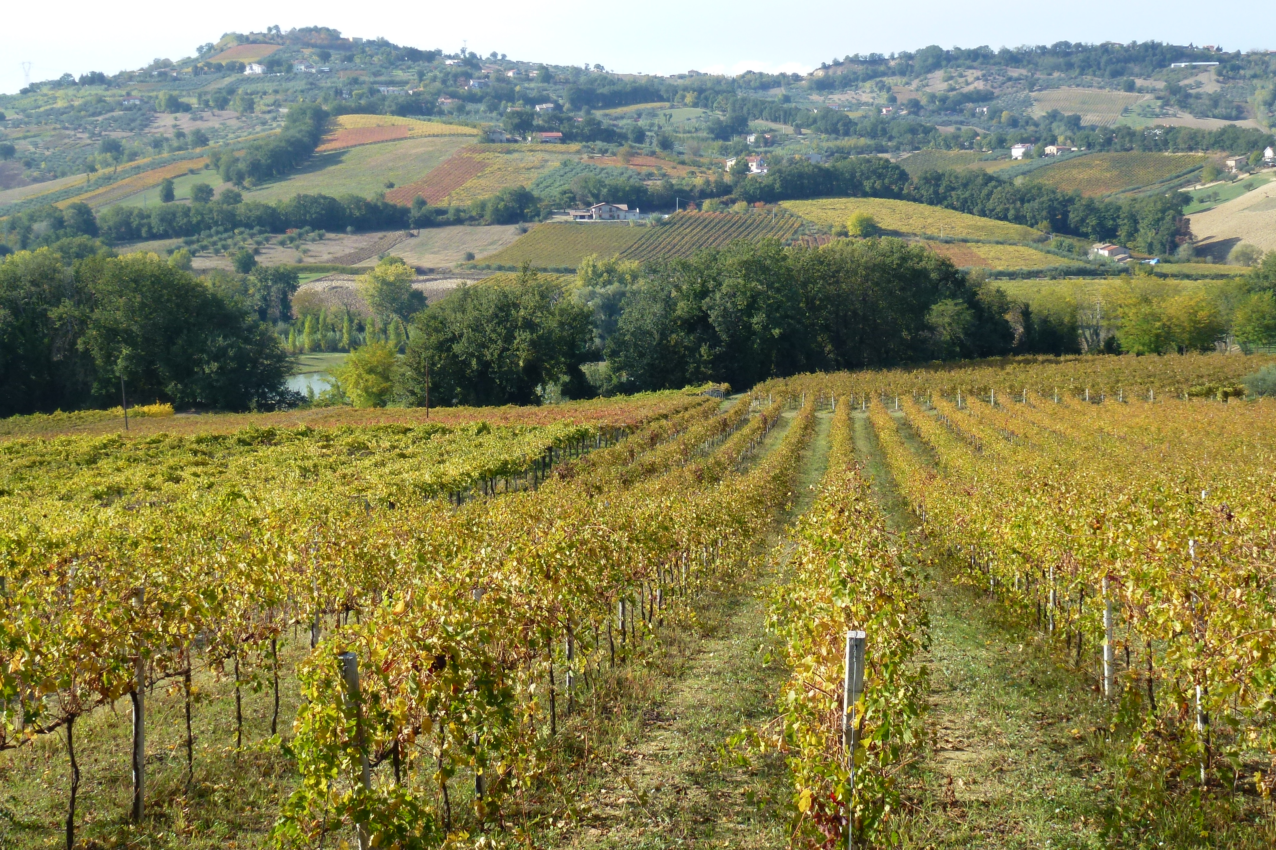 Vignobles de la vallée du Foro, vus depuis le territoire de Casacanditella, dans les Abruzzes. Seconde image : régions, lieux viticoles et cépages de la maison.
