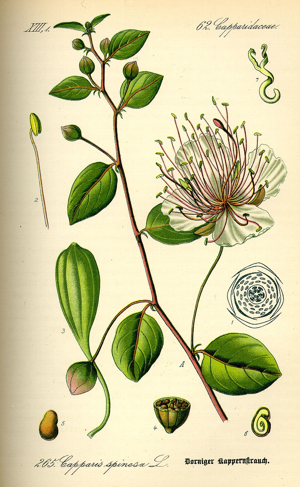 Historische botanische Tafel des Kapernstrauchs mit Blüten, Knospen und Frucht