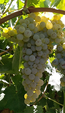 Catarratto Comune sur la vigne — Barbagallo et al., OENO One, 2021, supplément, figure S1.