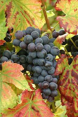 Doris Schneider, Julius Kühn-Institut (JKI), Federal Research Centre for Cultivated Plants, Institute for Grapevine Breeding Geilweilerhof, 76833 Siebeldingen, Germany