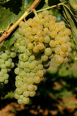 Grappe de Trebbiano Toscano sur la vigne, variété de la famille des Trebbiano, photographiée par Doris Schneider du Julius Kühn-Institut.