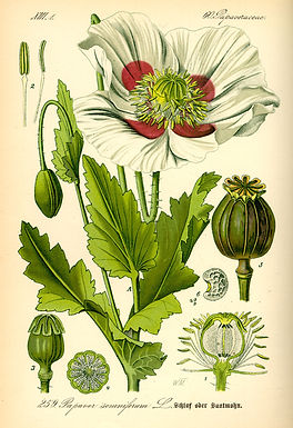 Planche botanique ancienne de Papaver somniferum : fleur, capsule et graines.