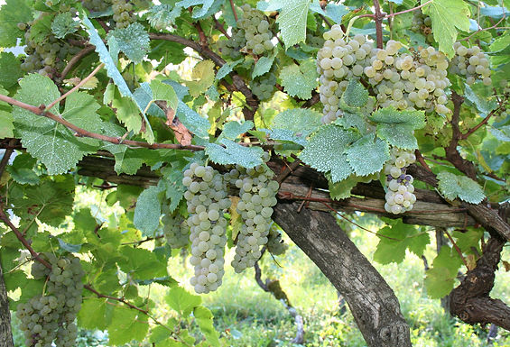 Pecorino à Arquata del Tronto : grappes et rang de vigne. Interminatispazi, Wikimedia Commons, CC BY-SA 4.0.