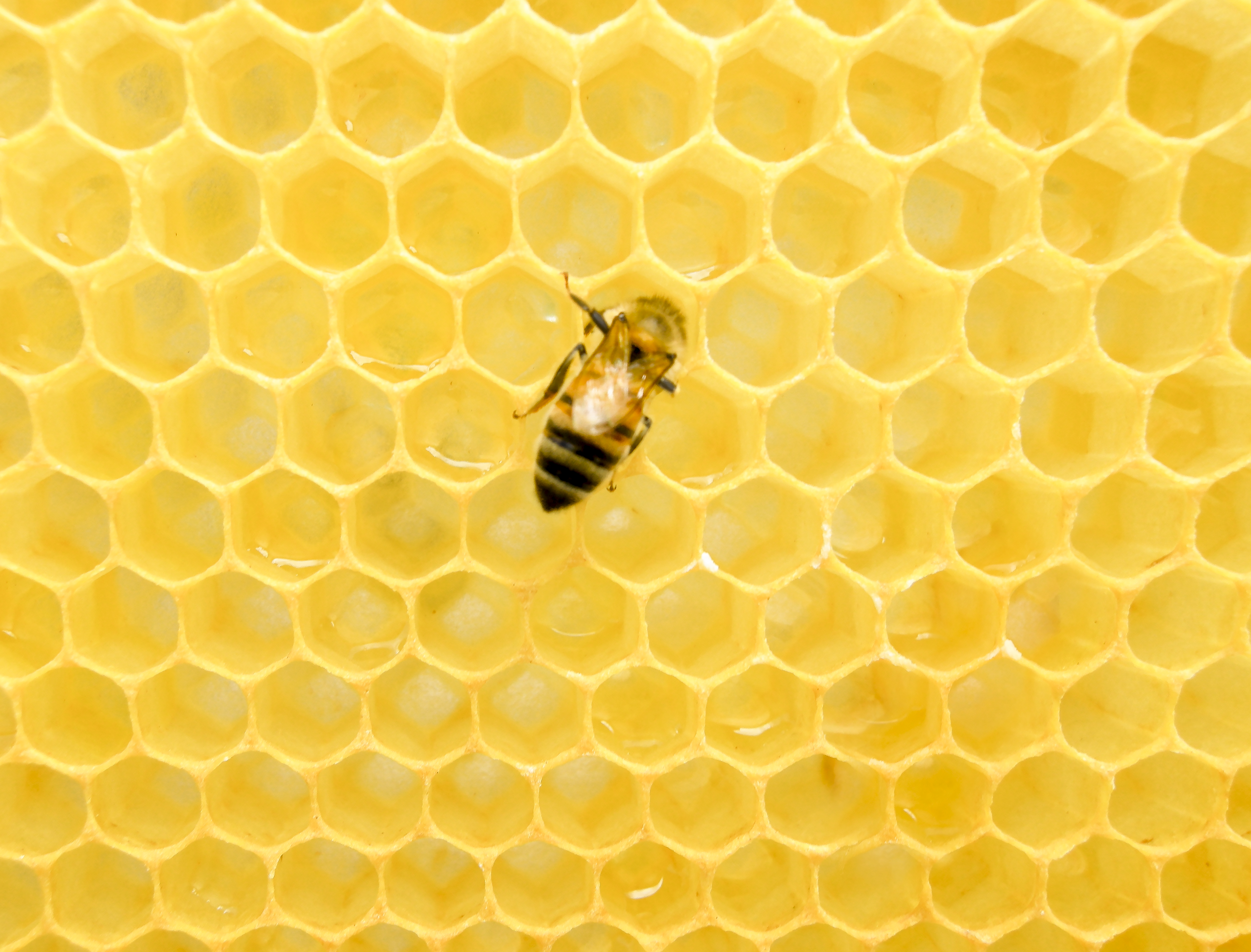Abeille sur les alvéoles dorées d’un rayon de cire