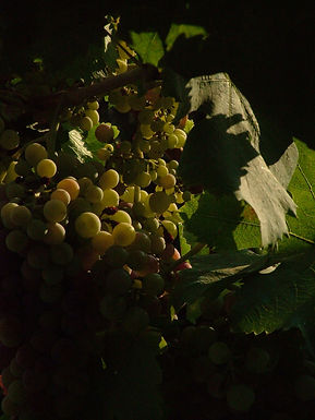 Aglianico sur la vigne à Taurasi, avant la véraison : les baies n’ont pas encore pris leur couleur — ANTONELLO, Wikimedia Commons, CC BY 2.0.