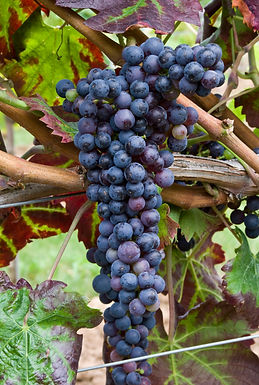Ursula Brühl, Julius Kühn-Institut (JKI), Federal Research Centre for Cultivated Plants, Institute for Grapevine Breeding Geilweilerhof, 76833 Siebeldingen, Germany