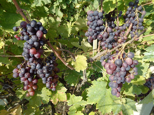 Grappes de Muscat de Hambourg en maturation sur la vigne dans le Međimurje, au nord de la Croatie, photographie de Silverije en 2016.