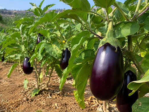 Les Aubergines